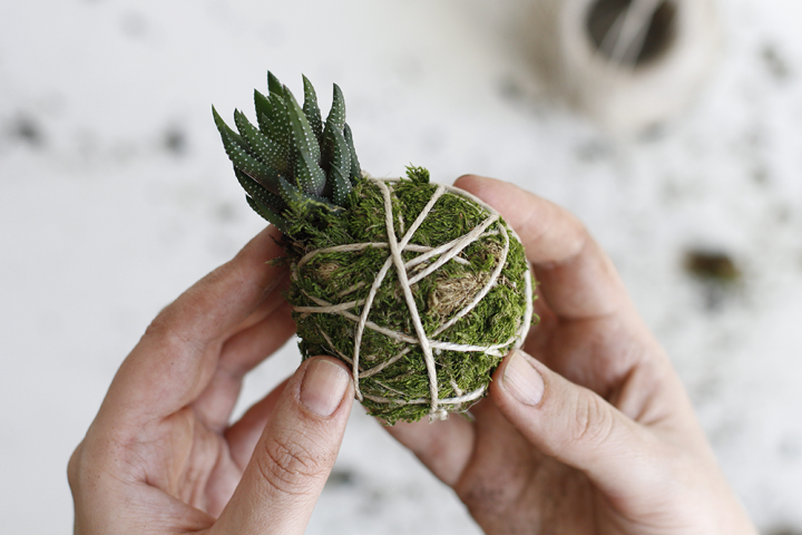 DIY: Kokedama mit Sukkulente | we love handmade