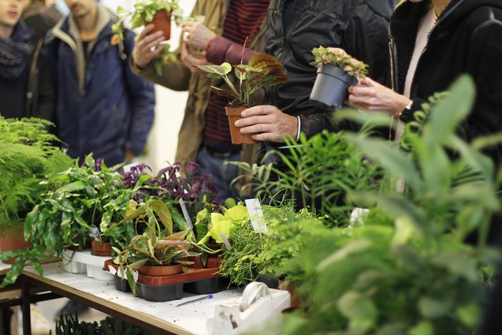 Erstes PlantFest Vienna